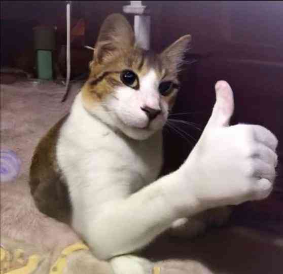 reallyleo