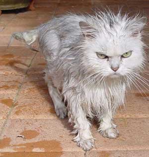 FluffyCat